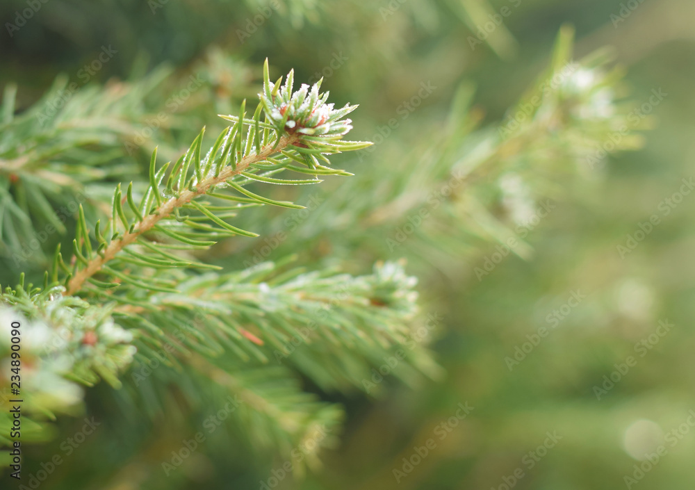 christmas tree defocused background christmas tree defocused background