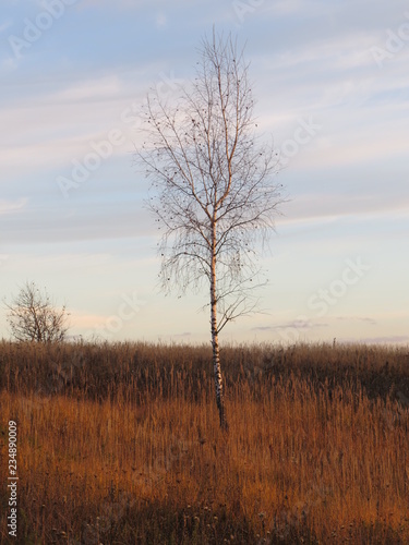 Young birch. Landscape. (The Vast Russia! Sergey, Bryansk.) © Sergey Politov