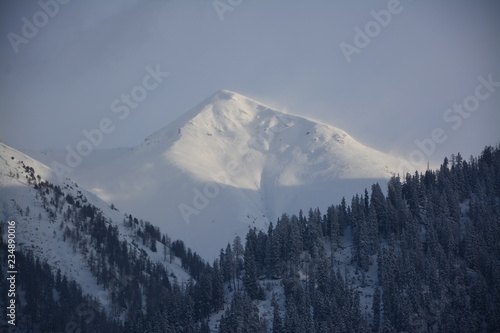 Panorama of swiss alps in winter with snow and firs