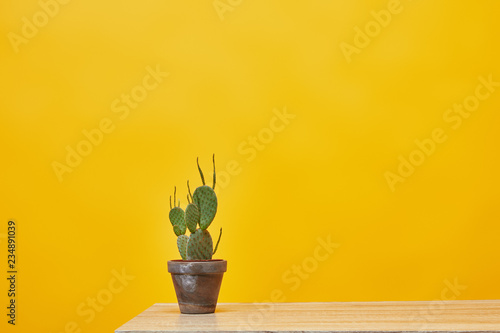 Cactus in flowerpot at wooden table isolated on yellow photo