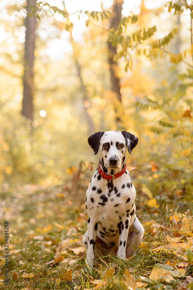 dog breed Dalmatian on a walk beautiful portrait