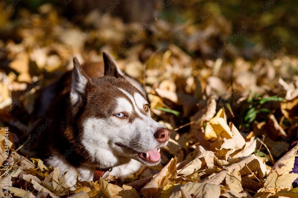 Close-up Portrait of adorable brown and white siberian husky dog with brown blue eyes sitting in the bushes at sunset in bright autumn with golden backlight