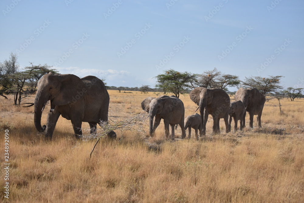 familia elefante