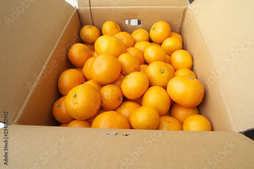 産地直送箱入りみかん - Fresh mandarin oranges from farm in the box
