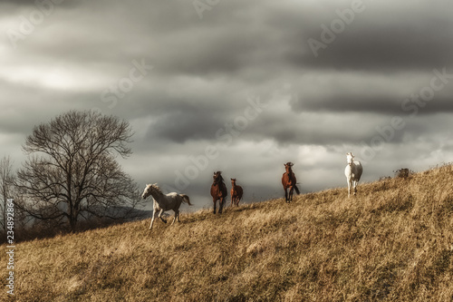 Wild horses on meadow