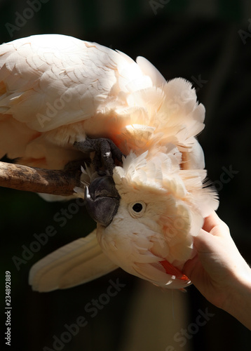 Cockatoo photo