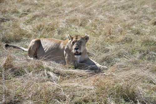 Fototapeta Naklejka Na Ścianę i Meble -  leona embarazada masai mara