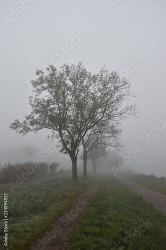 Row of trees along a road in a foggy landscape.