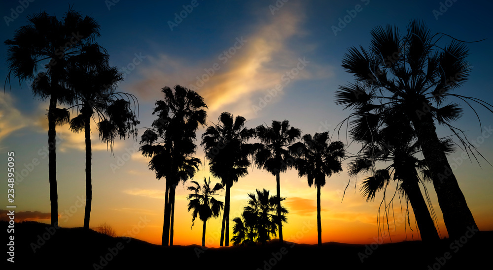 black palm silhouettes and sunset sky with colors contrast