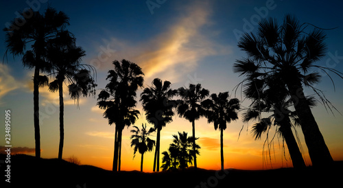 black palm silhouettes and sunset sky with colors contrast
