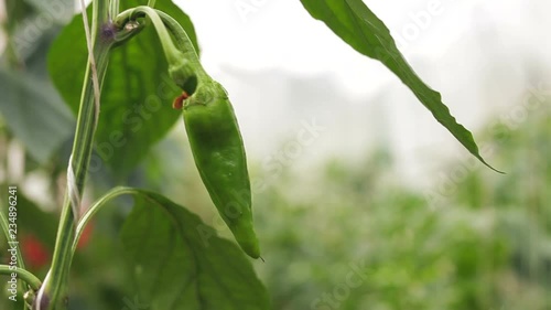 green peppers growing in garden centre. slider shot
 photo