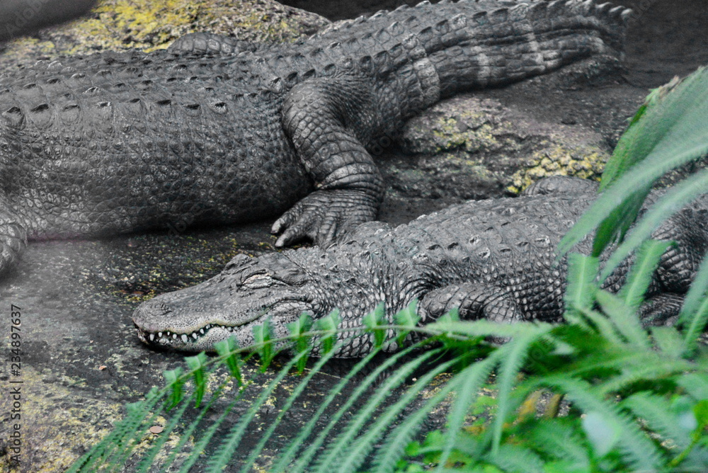 Reptilien, #9191 Reptilien, #9191