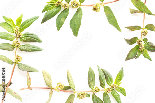 Garden Spurge (Euphorbia hirta L.) Herbal warts treatment groups isolated on white background photo