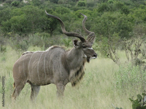 Fototapeta Naklejka Na Ścianę i Meble -  Afrika Tiere Natur
