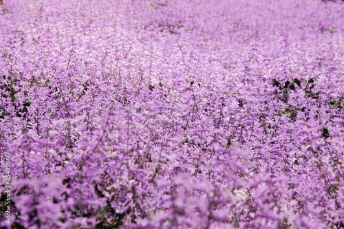 Fototapeta Naklejka Na Ścianę i Meble -  Lavender garden field wide