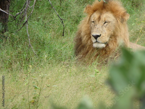 Afrika Tiere Natur