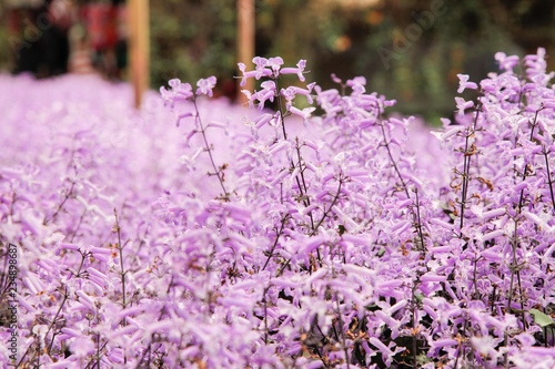 Fototapeta Naklejka Na Ścianę i Meble -  Lavender flower garden field