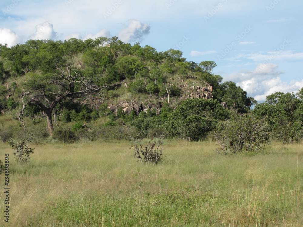 Afrika Tiere Natur