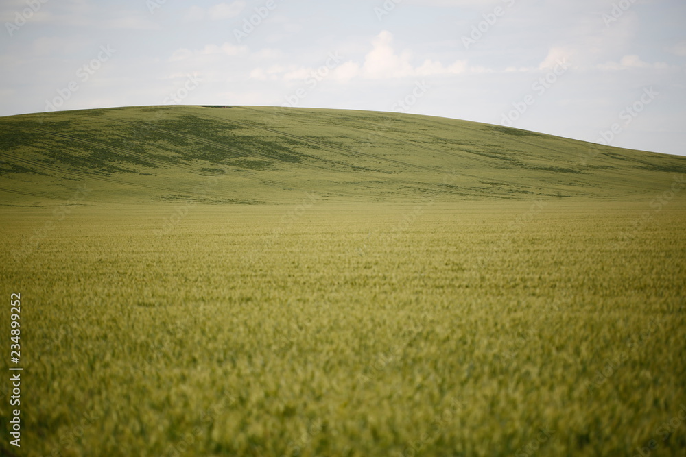 Field with wheat near hills