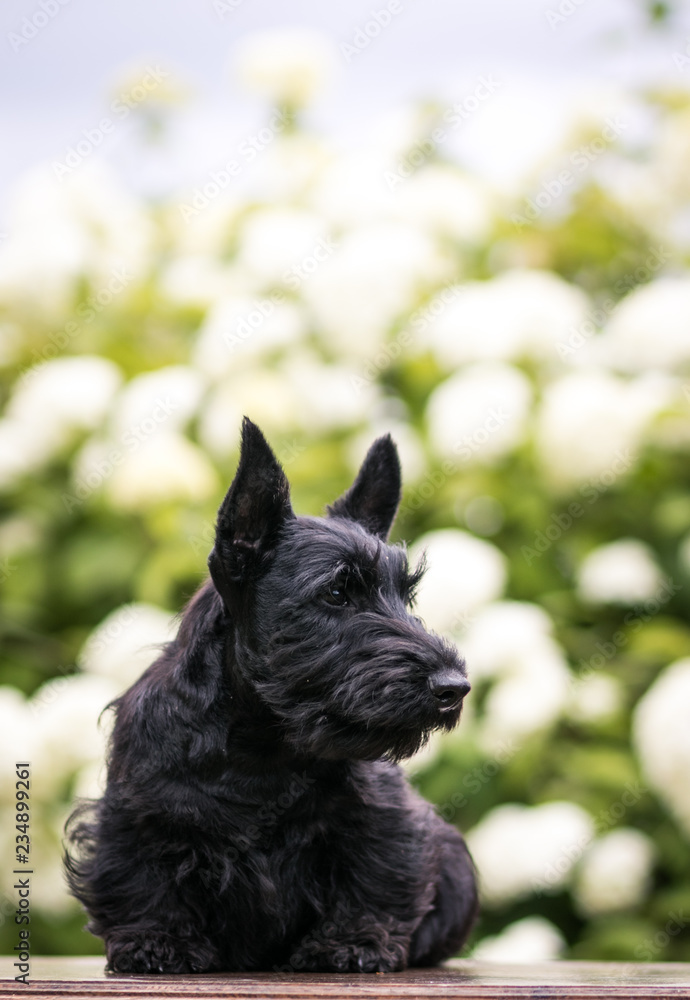 Black scottish terrier puppy posing outside at summer. Young and cute terrier baby. Black scottish terrier puppy posing outside at summer. Young and cute terrier baby.