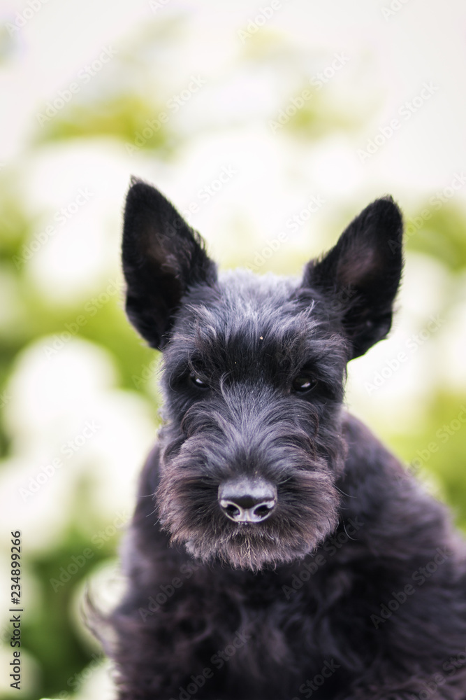 Black scottish terrier puppy posing outside at summer. Young and cute terrier baby.