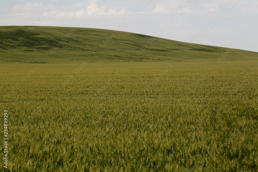 Field with wheat near hills