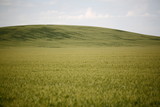 Field with wheat near hills