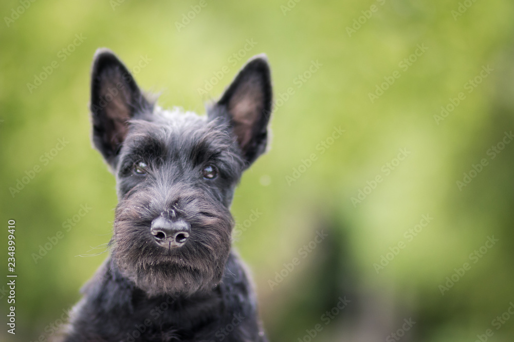 Black scottish terrier puppy posing outside at summer. Young and cute terrier baby. Black scottish terrier puppy posing outside at summer. Young and cute terrier baby.