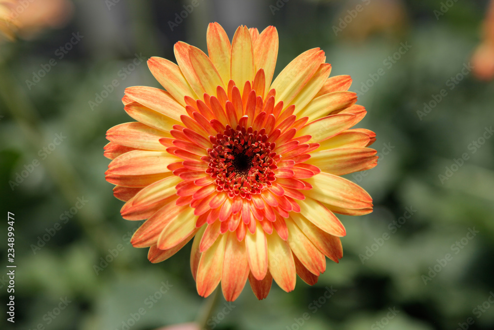 Mix Coloured Gerbera Daisy in the Wild Gardens Mix Coloured Gerbera Daisy in the Wild Gardens