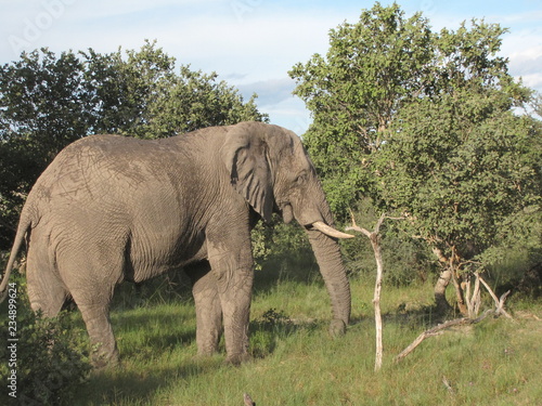 Afrika Tiere Natur