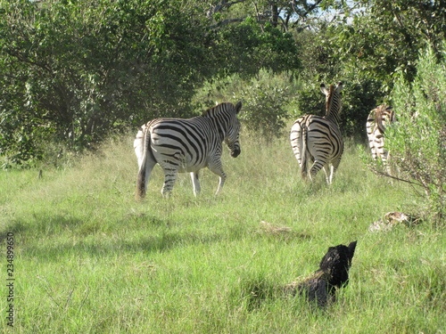 Afrika Tiere Natur