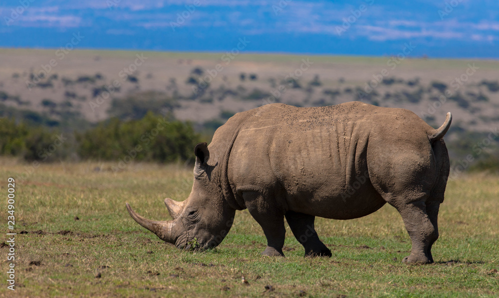 Obraz premium Nosorożec w Parku Narodowym Lake Nakuru