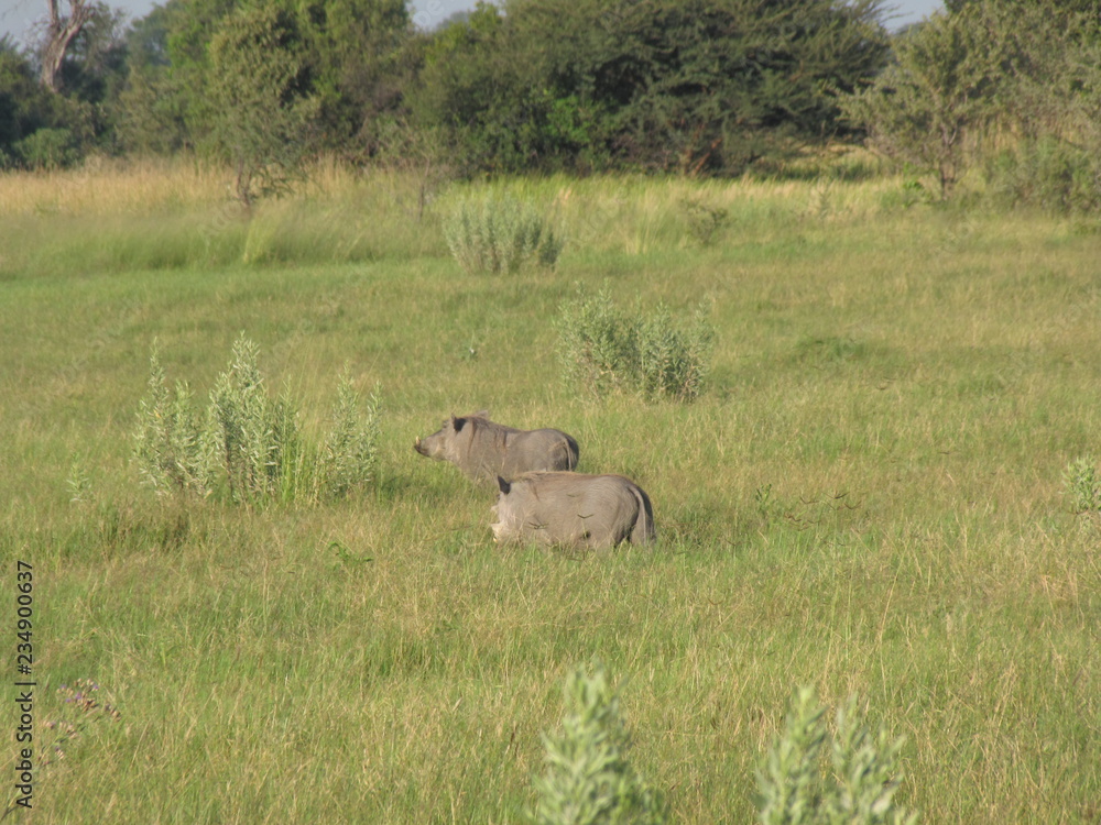Fototapeta premium Afrika Tiere Natur