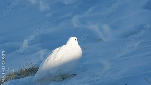 A White-tailed Ptarmigan in White Winter Plumage