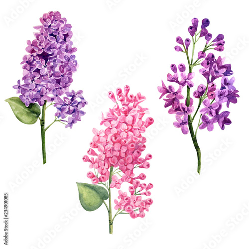 Wallpaper Mural watercolor violet and pink lilac set branch