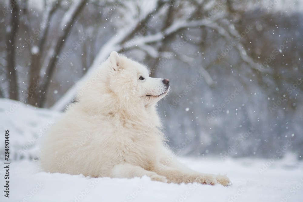 Fototapeta Samoyed pies w śniegu na zewnątrz.