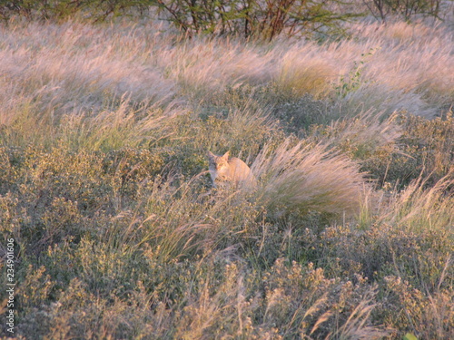 Afrika Tiere Natur