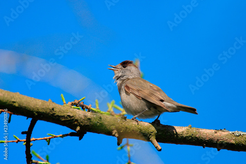 Single female Chaffinch bird on a tree branch on the Biebrza river wetlands in Poland during a spring nesting period