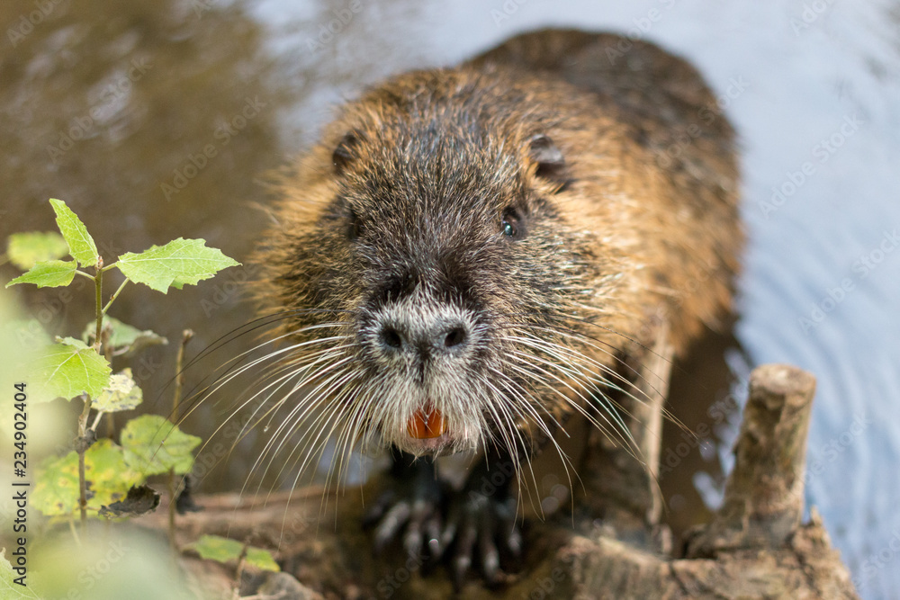 Are you a nutria too? No? Do you have food? Are you a nutria too? No? Do you have food?