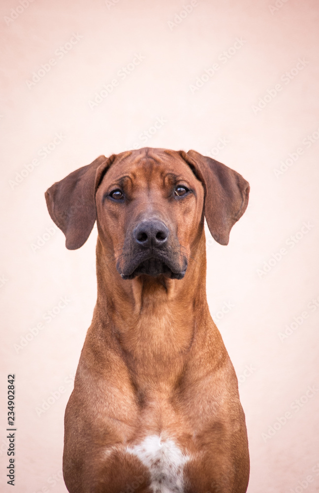 Rhodesian ridgeback dog posing in the city.	