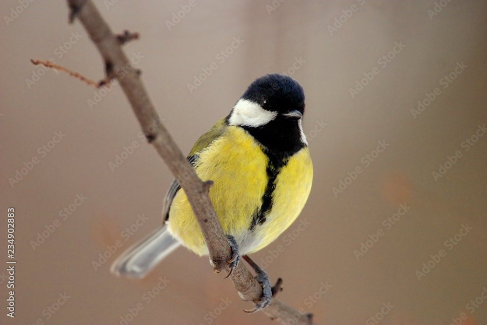 Single Great tit bird on a tree branch during a spring nesting period Single Great tit bird on a tree branch during a spring nesting period
