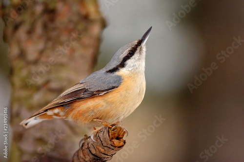 Single Eurasian Nuthatch bird on tree trunk during a spring nesting period