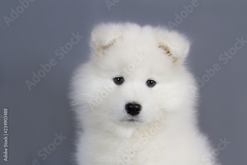 Samoyed puppy posing in the studio grey background. Show puppy.