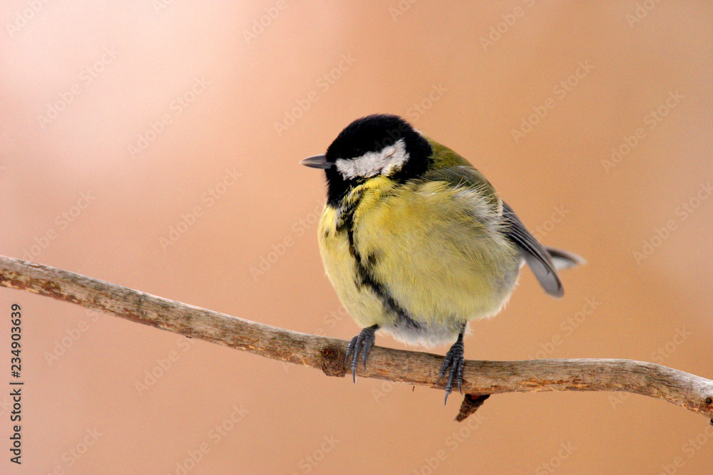 Fototapeta premium Single Great tit bird on a tree branch during a spring nesting period