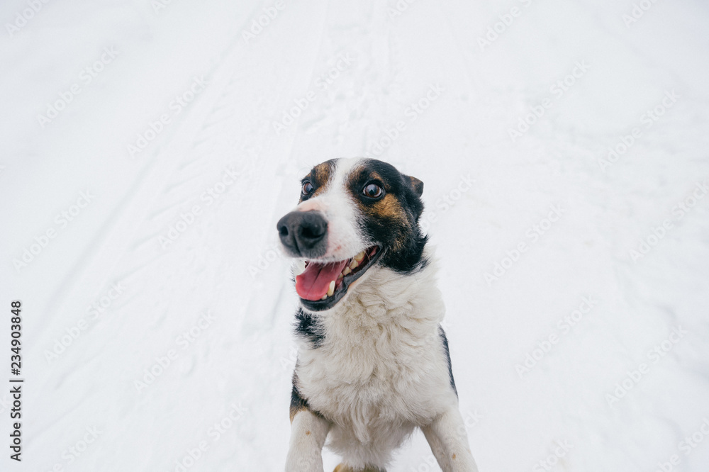 Portrait from above of kind human`s friend - faithful dog looking up at owner with funny smiling muzzle and ready to play. Cute puppy showing tongue and waiting for food. Happy pet in snow outdoor.