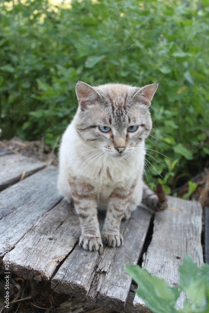 cat in garden cat in garden