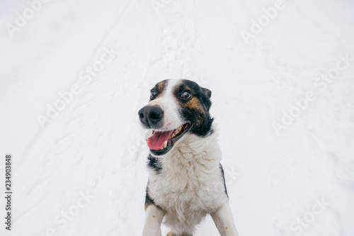 Fototapeta Naklejka Na Ścianę i Meble -  Portrait from above of kind human`s friend - faithful dog looking up at owner with funny smiling muzzle and ready to play. Cute puppy showing tongue and waiting for food. Happy pet in snow outdoor.