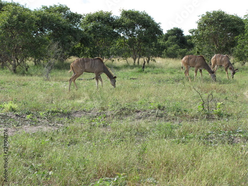 Afrika Tiere Natur