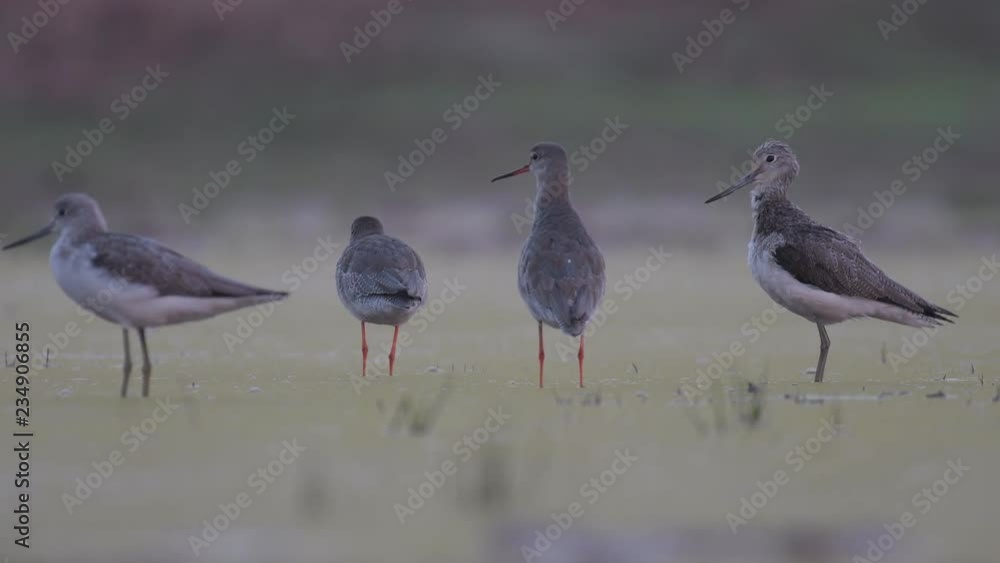 Common green Shnaks Common green Shnaks