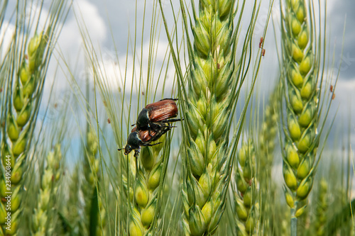 Bild auf Leinwand Field with wheat and mating cockchafer (May bug or doodlebug)